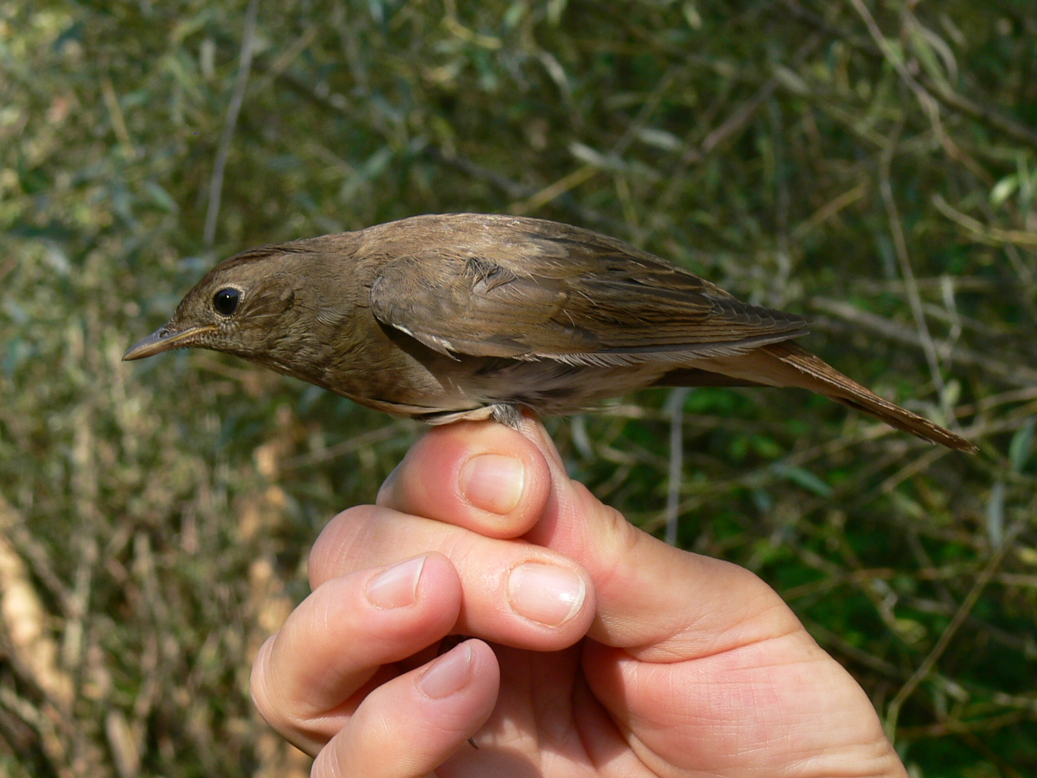 Nagy fülemüle_FCs_5.jpg